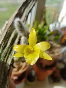 Dendrobium senile