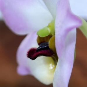 Dendrobium trantuanii