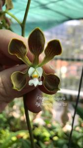 Encyclia selligera