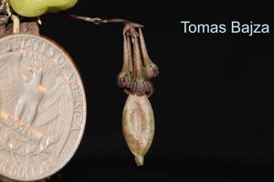 Bulbophyllum physometrum