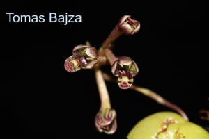 Bulbophyllum physometrum