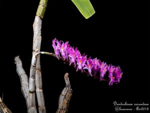 Dendrobium secundum