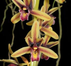 Cymbidium aloifolium