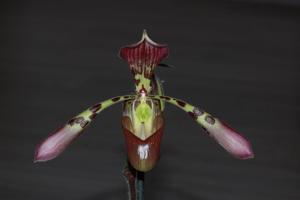 Paphiopedilum haynaldianum