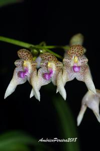 Bulbophyllum guttulatum