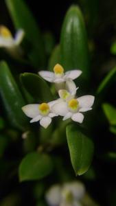 Dendrobium funiforme