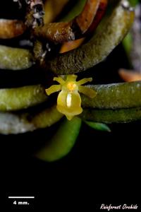 Adenoncos parviflora