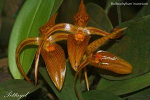 Bulbophyllum membranifolium subsp. inunctum