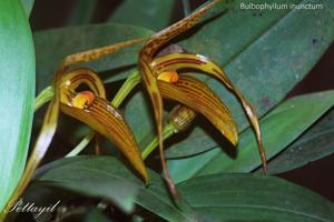 Bulbophyllum membranifolium subsp. inunctum