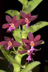 Trichoglottis atropurpurea