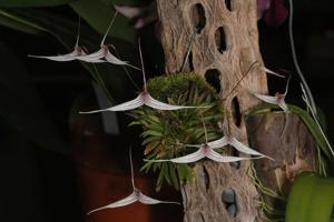 Trisetella hoeijeri