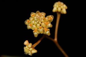 Trizeuxis falcata
