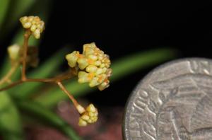Trizeuxis falcata
