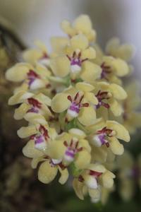 Tuberolabium quisumbingii