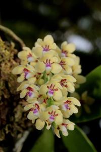 Tuberolabium quisumbingii