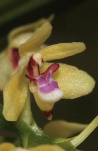 Tuberolabium quisumbingii