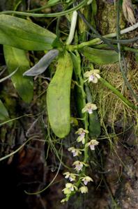 Tuberolabium quisumbingii