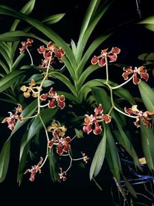 Vanda arcuata