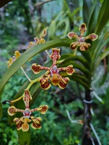 Vanda arcuata