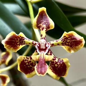 Vanda arcuata