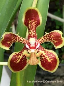 Vanda arcuata