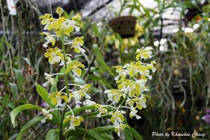 Vanda bensonii