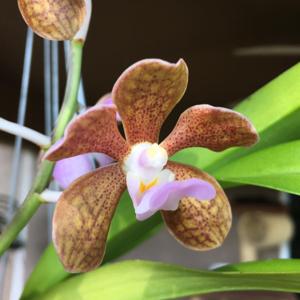 Vanda bensonii