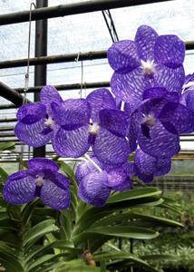 Vanda coerulea