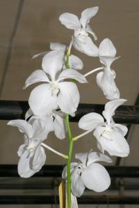 Vanda coerulea