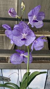 Vanda coerulea