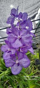 Vanda coerulea