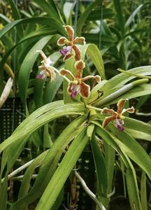 Vanda celebica