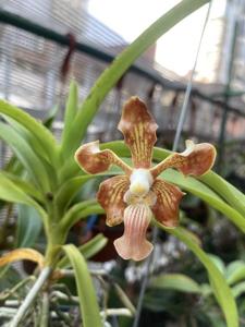 Vanda concolor