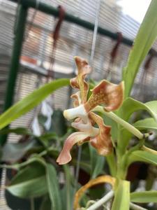 Vanda concolor