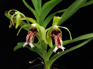 Vanda cristata