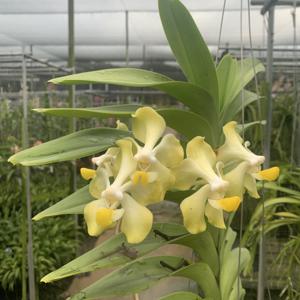 Vanda dearei