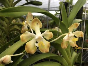 Vanda dearei