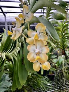 Vanda dearei