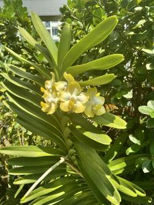 Vanda dearei