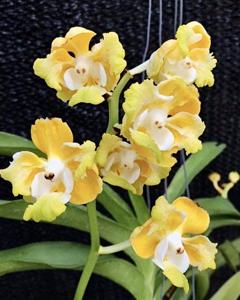 Vanda denisoniana