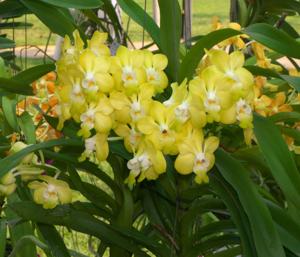 Vanda denisoniana