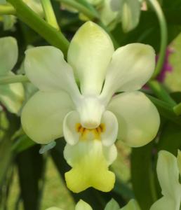 Vanda denisoniana