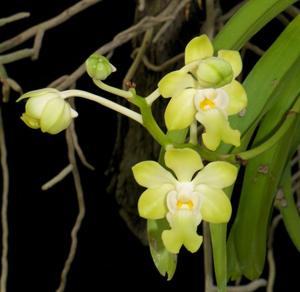 Vanda denisoniana