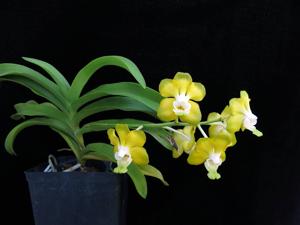 Vanda denisoniana