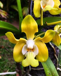 Vanda denisoniana