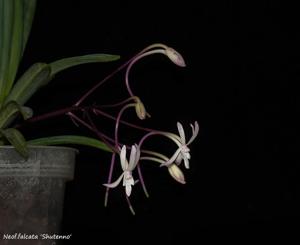 Vanda falcata