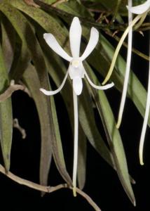 Vanda falcata