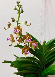 Vanda flabellata