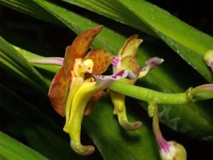 Vanda flabellata