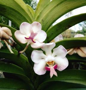 Vanda foetida